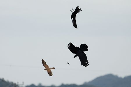 チュウ太郎、空を飛ぶ・・♪
