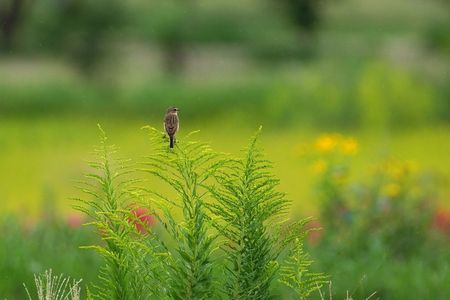 ノビタキ・・♪