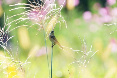 ノビタキ・・♪