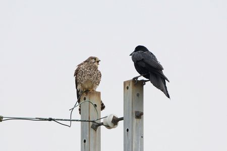 一本勝負・・♪