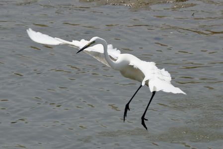 鳥の漁