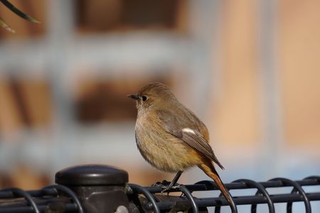 もふもふジョウビタキ