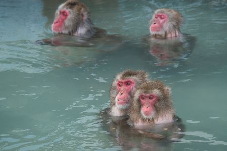 お猿の入浴