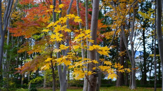 紅葉の森