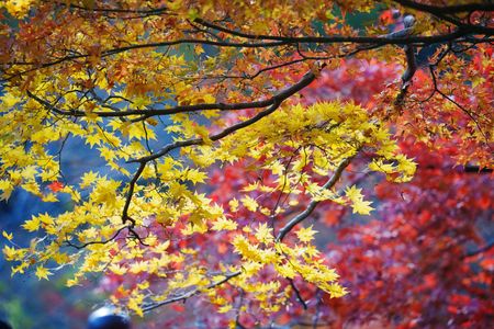 AUTUMN FESTIVAL 2025