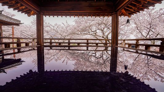 桜鏡