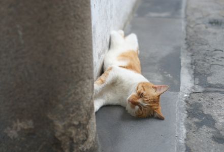上海の猫