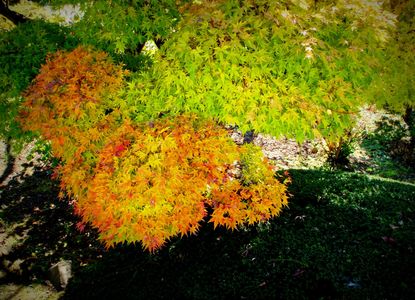 秋の色々
