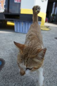 遊んでニャン♪