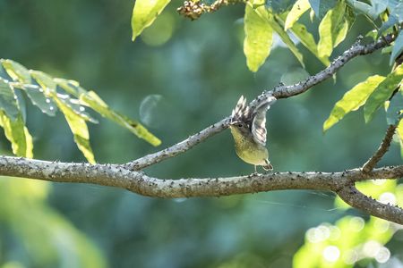 キビメスの飛び出し
