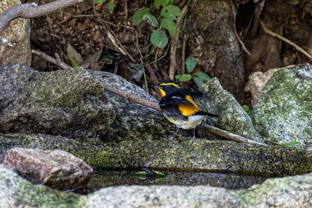 水場のキビタキ