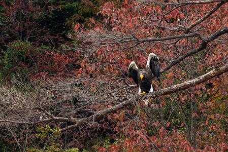 湖北のおばーちゃんオオワシ