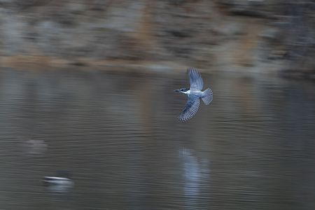 ダム湖のヤマセミ