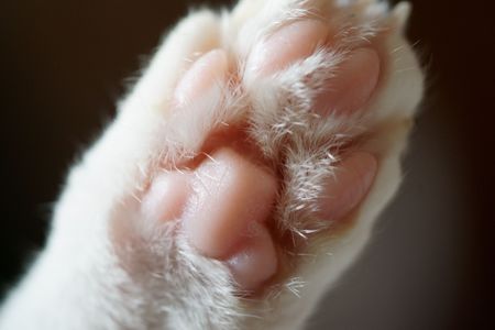 ど～ん！と肉球