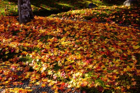 晩秋の散り紅葉