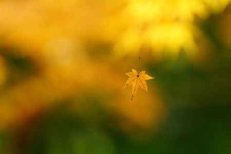 もみじ葉、ひとつ