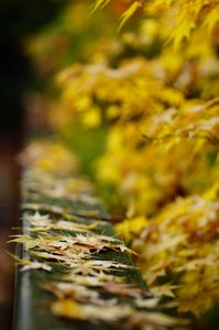 万博記念公園　晩秋のソラード（森の空中観察路）を歩く