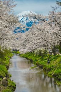 新名庄川の富士山と桜