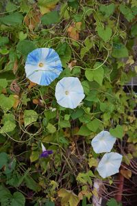 朝顔
