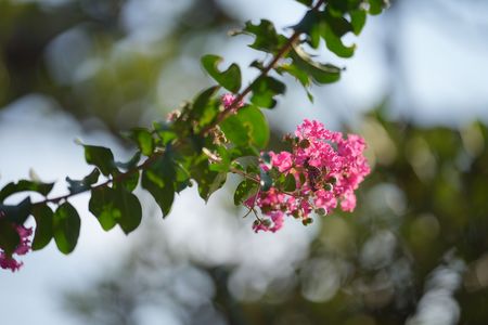 今朝のサルスベリの花
