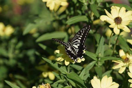 万歩計　３００歩の世界
