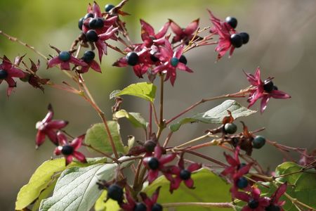 ３０００歩の大宇宙　花