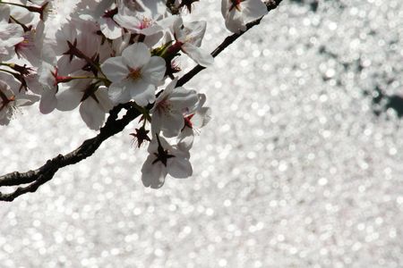 目黒川の桜と桜筏（はないかだ）
