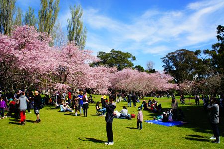 Cherry blossom viewing / in Cornwall park