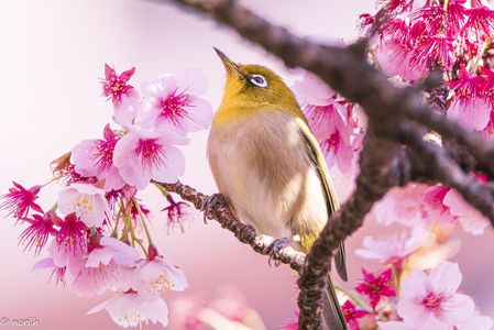 春は熱海から