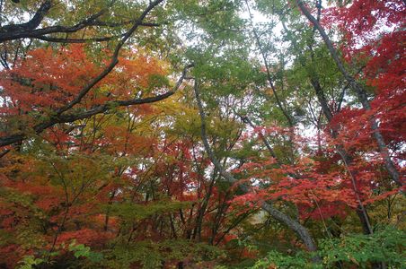 神戸森林植物園