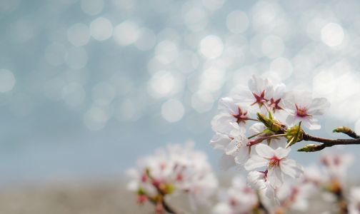 津久井湖の桜　２　お花アップバージョン