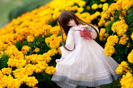 マリーゴールド