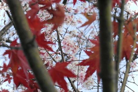 城峯公園・紅葉と冬桜