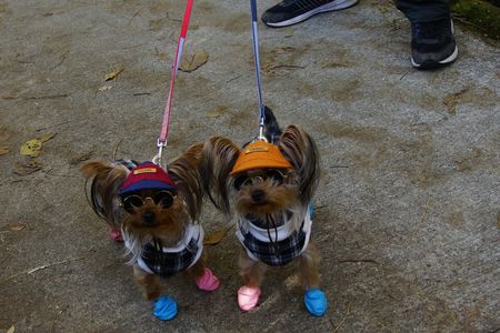 ヤンキーわんこ