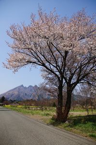 南阿蘇の桜
