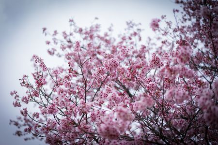 冬空の寒桜