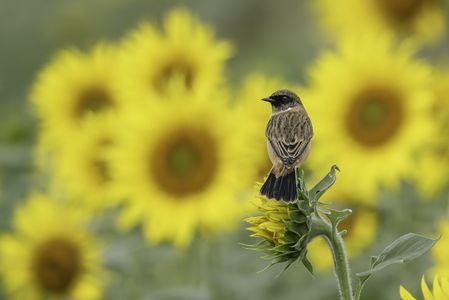 秋ひまわりとノビタキ