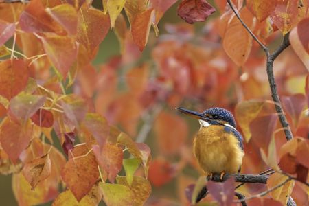 ナンキンハゼとカワセミ