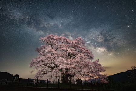 千年桜と天の川
