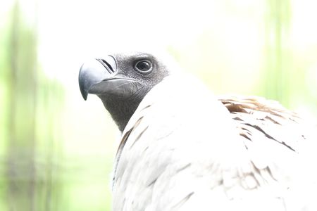 上野動物園で「ハゲワシ」を、カシャッです。