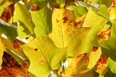 「ユリノキ」紅葉です。