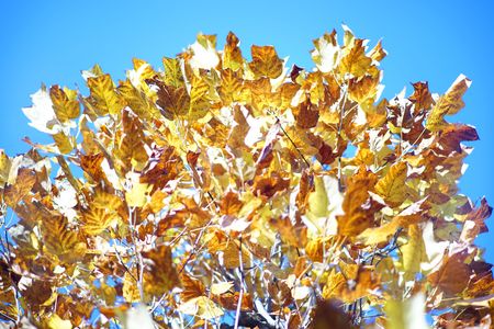 キラキラ「紅葉」を、カシャッです。