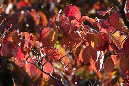 「ハナミズキ」と「ユリノキ」のきれいな紅葉を、カシャッです。