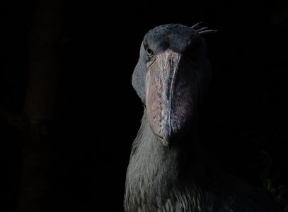 「ハシビロコウ」の肖像