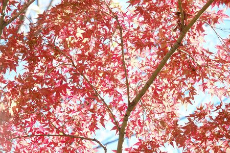 東京都・北区の飛鳥山で、「紅葉(モミジ）」をカシャッです。