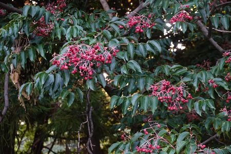 「ゴンズイ」の実と種の、観察日記です。
