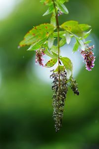 小雨そぼふる公園で