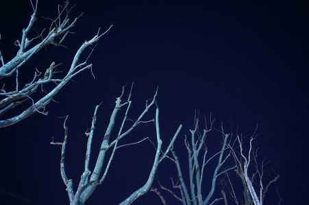 夜空と枯れ木