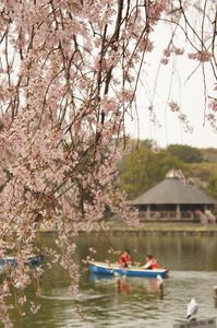 千葉公園の桜