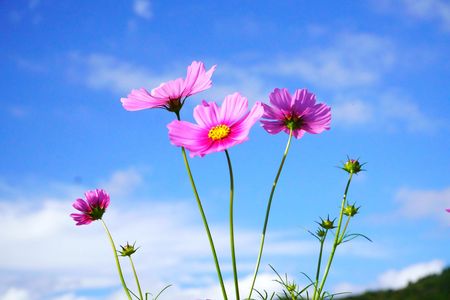 コスモス-06